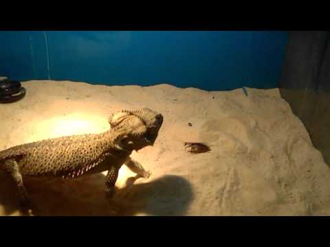 Dragon vs.  huge roach...