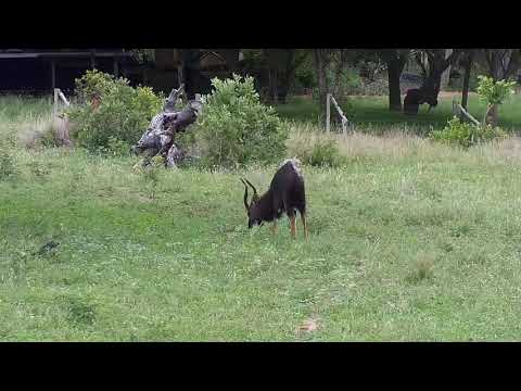 Djuma: Nyala bull - 15:47 - 11/25/20