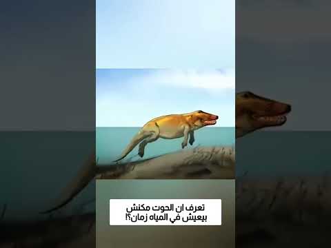 تعرف ان الحوت مكنش بيعيش في المياه زمان؟!