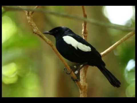 download lagu mp3 mp4 Download Masteran Burung Kacer Nembak, download lagu Download Masteran Burung Kacer Nembak gratis, unduh video klip Download Masteran Burung Kacer Nembak