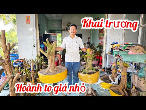 Lệ Tâm📲 O37699479O về lô mai mới phôi mai vàng giá rẻ 20/2 mùng 2 Tết (@MaivàngQuêdừa)