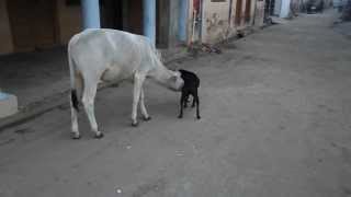 preview picture of video 'Cow (Calf) Drinking Milk  of Bitch (Female  Dog)'