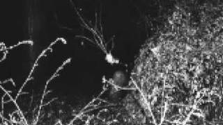 E.D.I.E.H. - Chase you in the Night | Chinese Black Metal