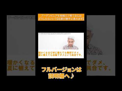 ブーゲンビリアは壁を傷つけますか？他に無害なつる性の植物は何ですか？  庭園