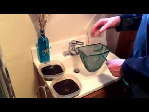 How to Care for Your Black Worms