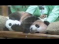 Indonesia's first giant panda cub Rio growing and healthy before his public debut