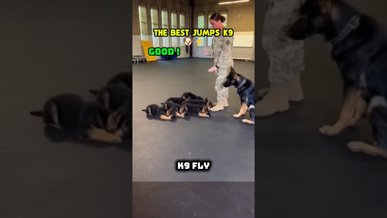 The classy jumps of the Malinois💯⚡🐕🇺🇸#dog #dogtraining #malinois #k9 #pets