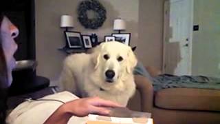 Begging for cookies and then poots