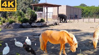 En Tehlikeli Anlar! Hayvanat Bahçesinde Nefes Kesen Görüntüler 🐆🔥 İZMİR DOĞAL YAŞAM PARKI |4K UHD|
