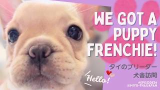 【フレブルお迎え】新しい家族を紹介します🎀タイで犬飼いはじめました🐩🏡
