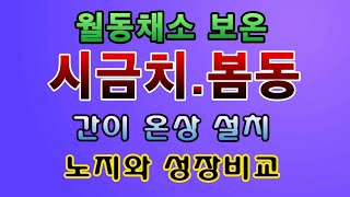 [텃밭농부. 1,292]  월동채소 시금치, 봄동에 간이 온상 설치하여 보온하면 어떻게 다를까? 월동시금치재…