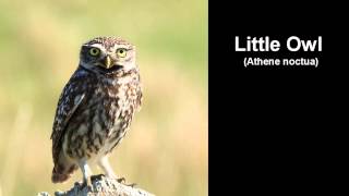 Little Owl Bird Call