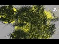 Ribé & Roll Dann – Preludio