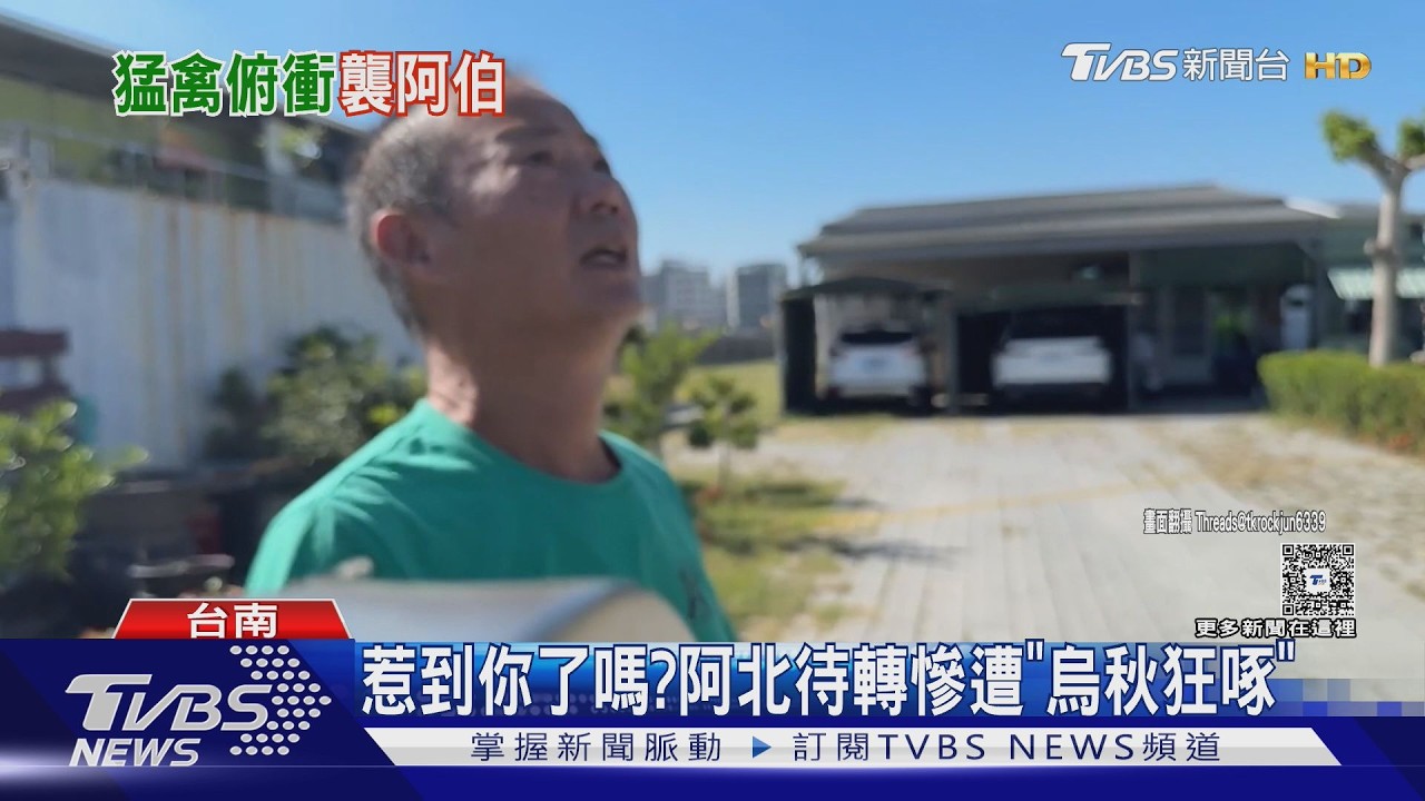 惹到你了嗎？等紅燈驚見「人鳥大戰」　在地人：經過這要看頭頂