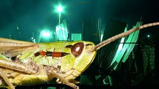 WORLD'S BIGGEST GRASSHOPPER CATCHER