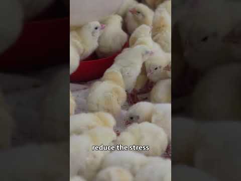 Broiler Chicken Farming broilerchicken poultryfarming chicken poultrymanagement