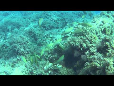 USTICA  DIVING E SOGGIORNO AL PUNTA SPALMATORE