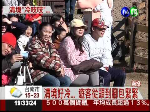 清境好冷... 遊客剪羊毛取暖!