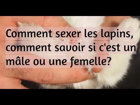 , title : 'LAPINS: Comment sexer les lapins, comment savoir si c'est un mâle ou une femelle?'