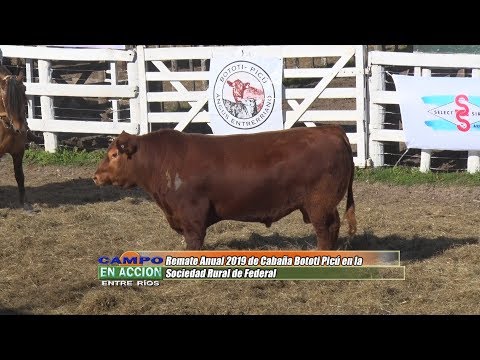 Remate Anual 2019 de Cabaña Bototi Picú -  Nahuel Ara