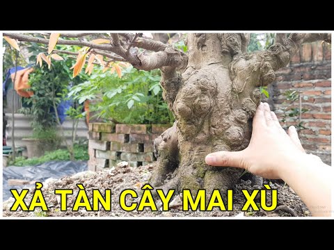 🔴 QBS22145 - XẢ TÀN CÂY MAI XÙ NGÀY 16/02 ÂM || THỜI ĐIỂM XẢ TÀN MAI VÀNG MIỀN BẮC | KHI NÀO XẢ TÀN