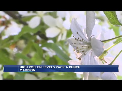 Allergy Forecast Madison