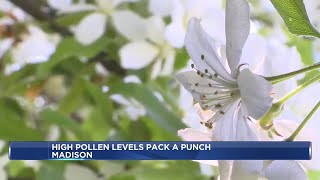 High tree pollen levels pack a punch on allergy sufferers