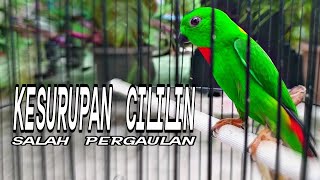 Download lagu Masteran Mewah!!! Serindit Gacor Full Isian Cililin, Nembak Rapet Suara Jernih mp3