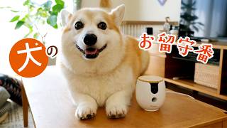 【犬との暮らし】お留守番のこと｜ペットカメラで見守ろう