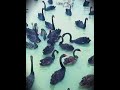 Black Swans in Dawlish | Australian Species Black Swan #Shorts