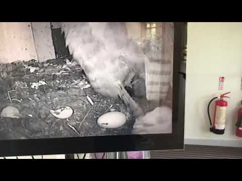 Idle barn owl chicks May 2020 Notts WT cpt Agnes Kiemel