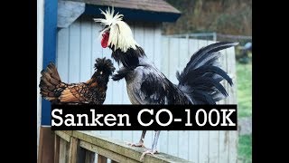 Video thumbnail for Elastic Audio Test with Bird Vocalizations Recorded with a Sanken CO-100K by Dvs Sound