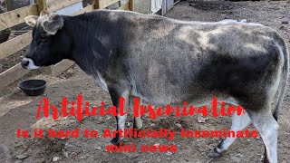 Breeding my cow with Artificial Insemination