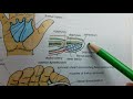 Anatomy Pulp spaces of fingers 1