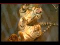Ringling Brothers And Barnum And Bailey Tigers