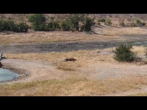 Djuma: Leopard-Hosana male moves behind the bush - 13:32 - 06/25/19