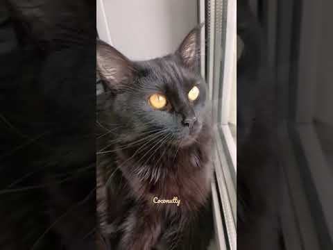 Affectionate Maine Coon cat looks out the window