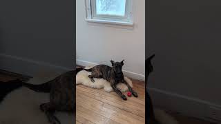 Video preview image #1 Labrador Retriever-Unknown Mix Puppy For Sale in Princeton, MN, USA