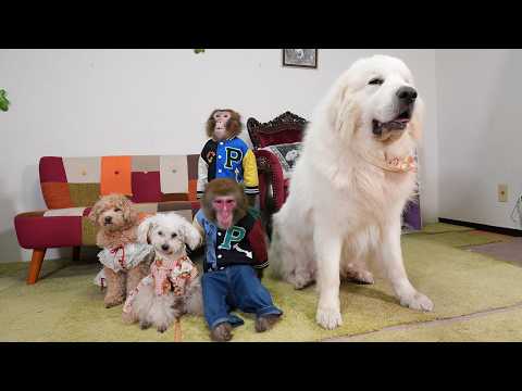 youtube-動物記事1970/01/01 09:00:00