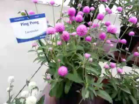 download lagu mp3 mp4 Ping Pong Gomphrena, download lagu Ping Pong Gomphrena gratis, unduh video klip Ping Pong Gomphrena