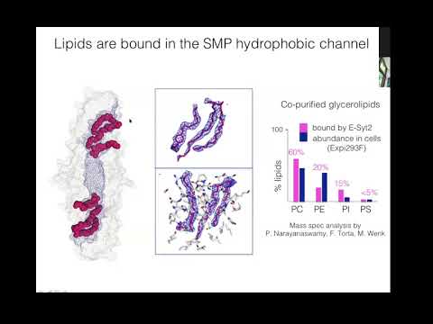 Prof. Karin Reinisch - Structural insights into lipid transfer