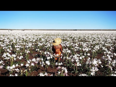 SOLO TRIP TO SEE THE SANDHOF LILIES | ONCE IN A LIFETIME EXPERIENCE | NAMIBIA TRAVEL VLOG