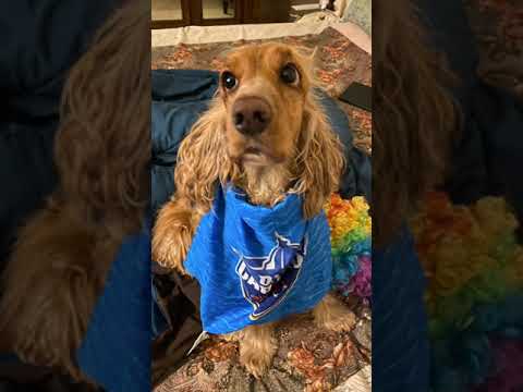 DC Doggos Are Ready For Matchday |  KKR v DC | IPL 2021