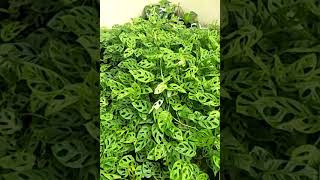 Download lagu Monstera Adansonii Janda Bolong mp3