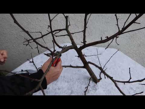 Podstawy cięcia drzew owocowych - jabłoń