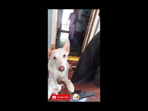Dog Meets Owner After Long Time 🐶 💕