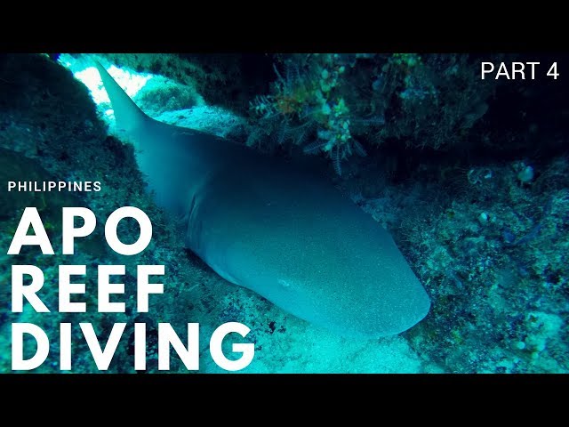 Apo Reef Diving 2017, Philippines (Part 4) - HD, The Bio Diversity