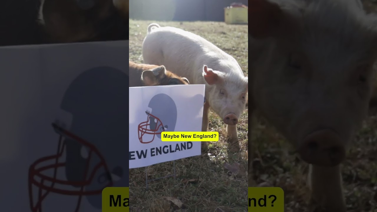 🏈Who Will Win The Big Game Sunday? 🐷The Pigs Predict ... #superbowl #predictions #animals #pigs