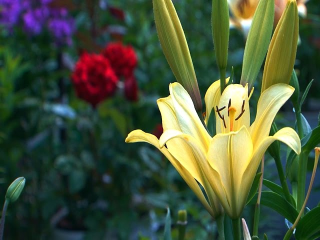 Тонкий аромат