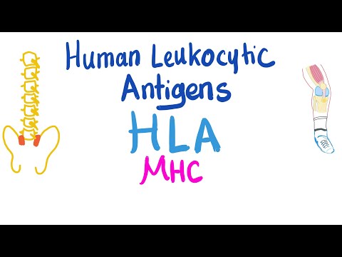 Human Leukocytic Antigen (HLA) - Major Histocompatibility Complex (MHC) - Immune System